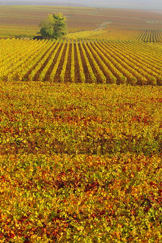 Vineyards in autumn, Champagne, France, Europe