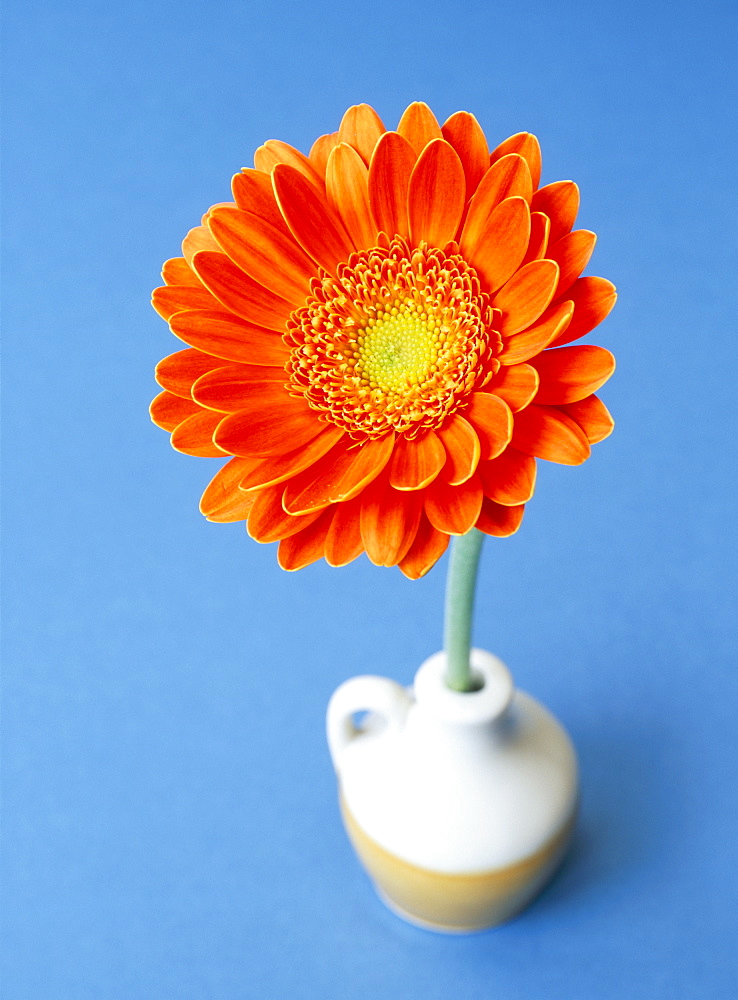 Orange gerbera flower against a blue background