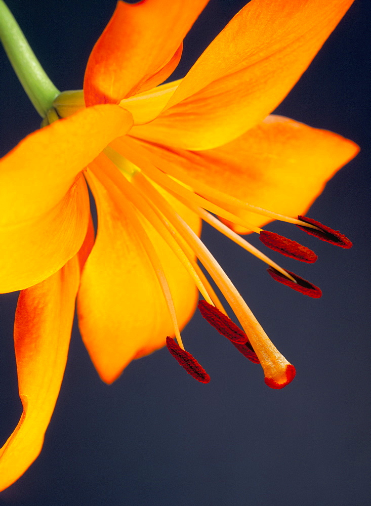 Close-up of orange lilium Brunello flower, against a blue background