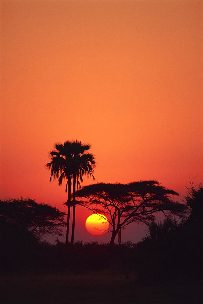 Tranquil scene of trees silhouetted against the sun at sunset, Okavango Delta, Botswana, Africa