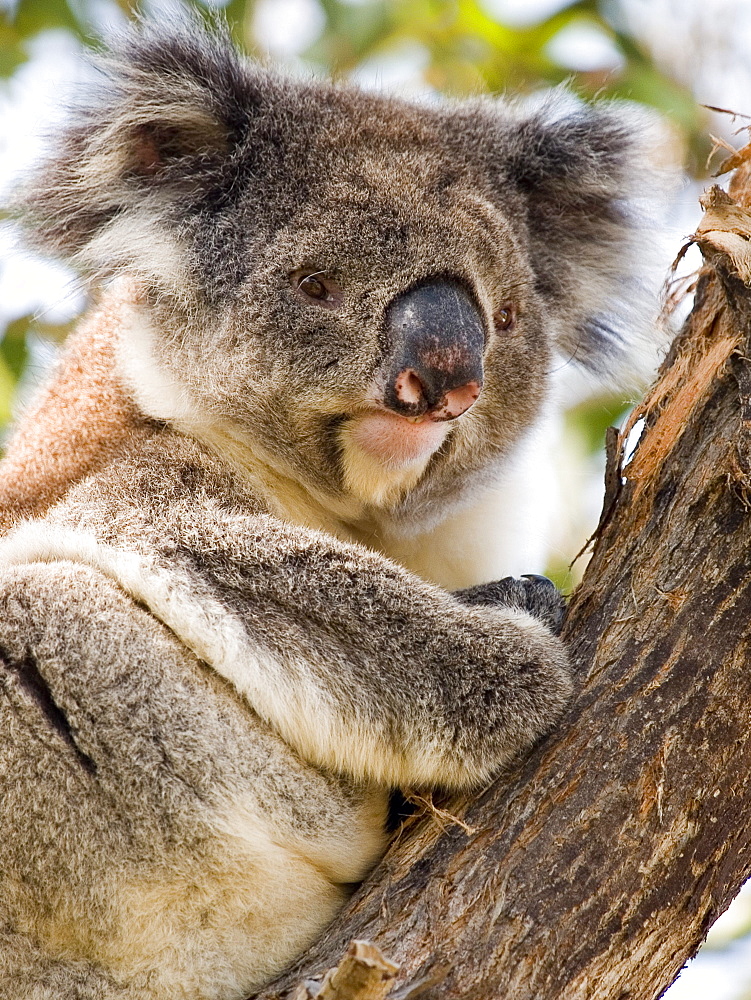 Koala, Ottway National Park, Victoria, Australia, Pacific