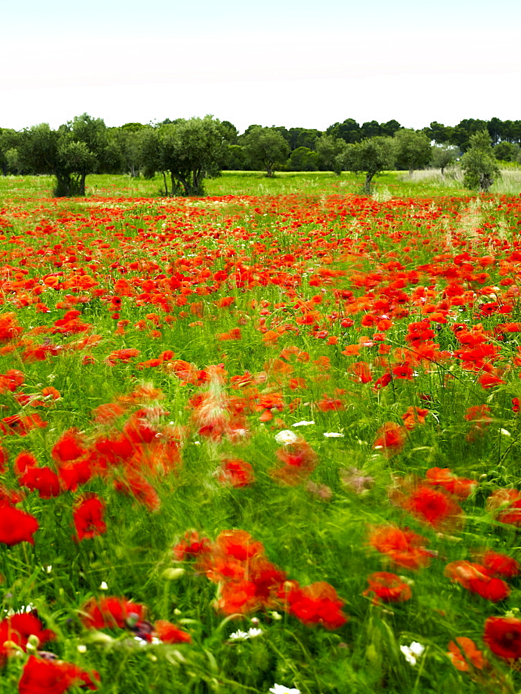 Poppy field, Figueres, Girona, Catalonia, Spain, Europe 