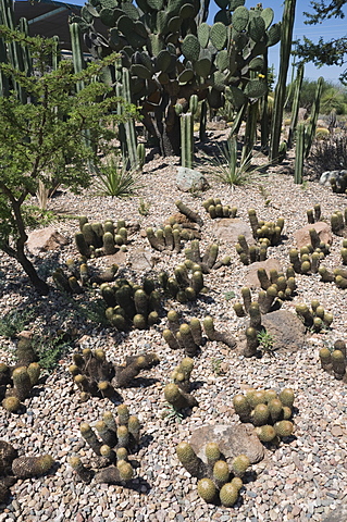 Botanical Gardens, San Miguel de Allende (San Miguel), Guanajuato State, Mexico, North America