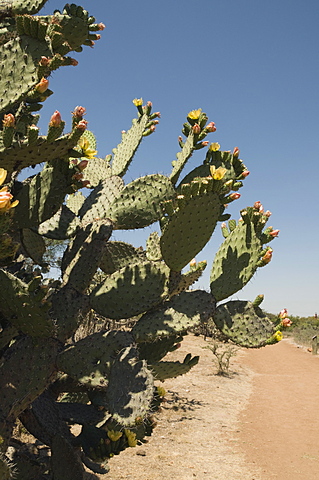 Botanical Gardens, San Miguel de Allende (San Miguel), Guanajuato State, Mexico, North America