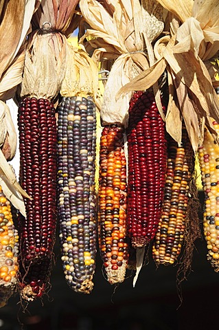 Indian ornamental corn, The Hamptons, Long Island, New York State, United States of America, North America