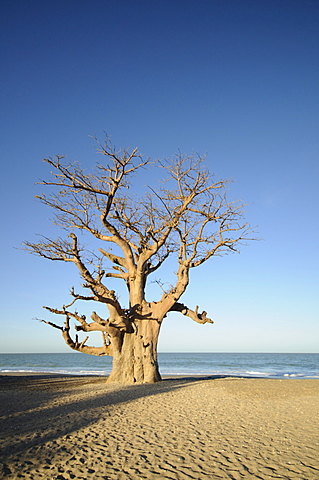 Baobab tree, Sine Saloum Delta, Senegal, West Africa, Africa