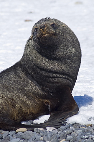 Fur seal at Brown Bluff, Antarctic Peninsula, Antarctica, Polar Regions