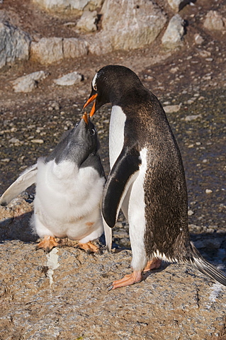 Gentoo penguin feeding large chick, Gourdin Island, Antarctic Peninsula, Antarctica, Polar Regions