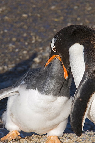 Gentoo penguin feeding large chick, Gourdin Island, Antarctic Peninsula, Antarctica, Polar Regions