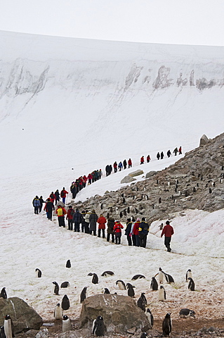 Neko Harbour, Antarctic Peninsula, Antarctica, Polar Regions