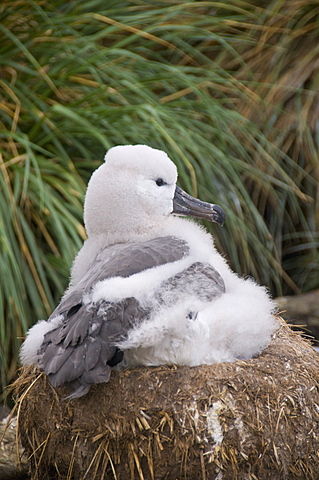 Black browed albatross chick, West Point Island, Falkland Islands, South America