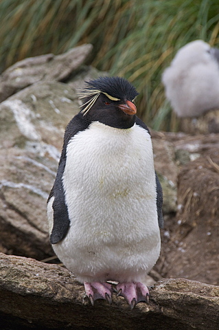 Rockhopper penguins, West Point Island, Falkland Islands, South America