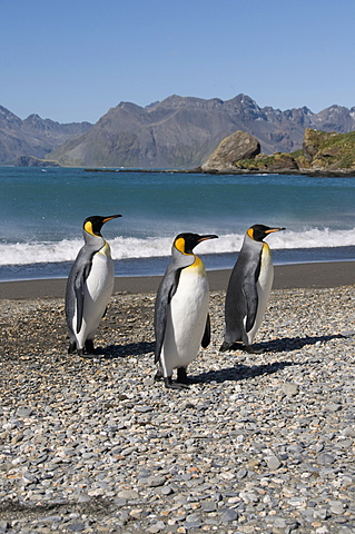 King penguins, Moltke Harbour, Royal Bay, South Georgia, South Atlantic