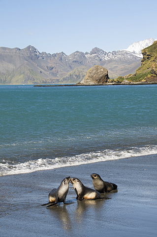 Fur seals, Moltke Harbour, Royal Bay, South Georgia, South Atlantic