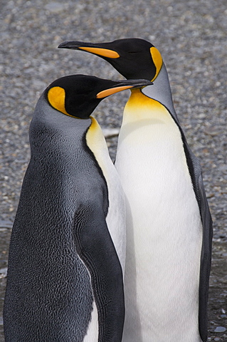 King penguins, St. Andrews Bay, South Georgia, South Atlantic