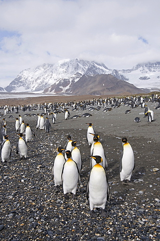 King penguins, St. Andrews Bay, South Georgia, South Atlantic