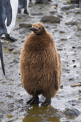 King penguin chick, Salisbury Plain, South Georgia, South Atlantic