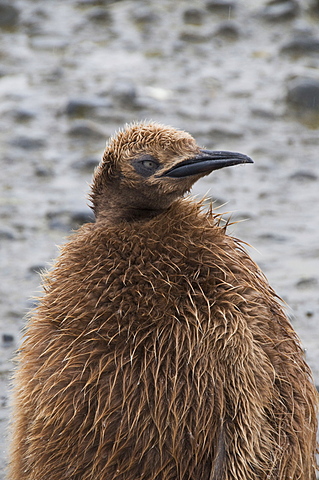 King penguin chick, Salisbury Plain, South Georgia, South Atlantic