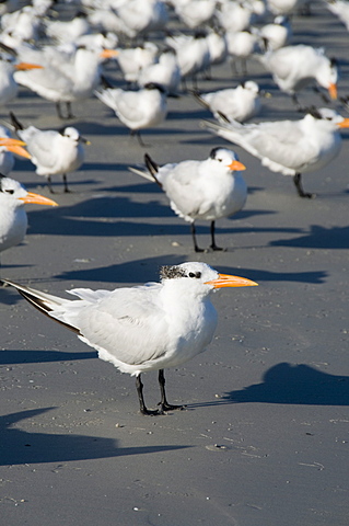 Royal tern birds on beach, Sanibel Island, Gulf Coast, Florida, United States of America, North America