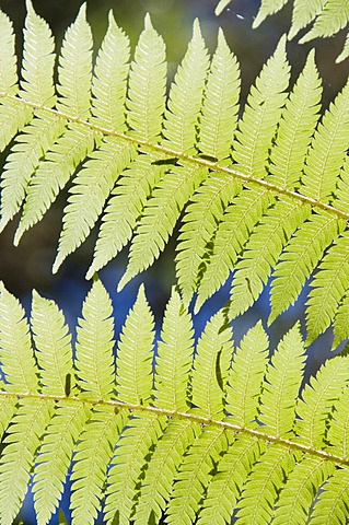 Ferns