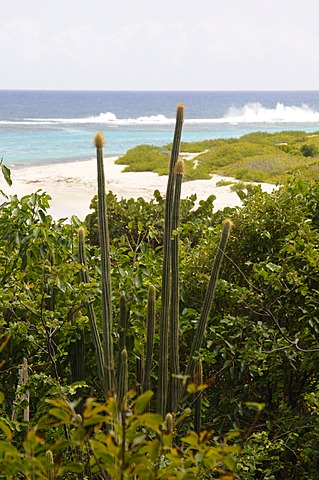 North shore, Barbuda, Antigua and Barbuda, Leeward Islands, West Indies, Caribbean, Central America