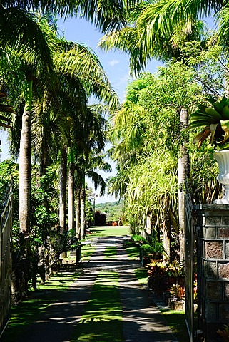 Nevis Botanical Garden, Nevis, St. Kitts and Nevis, Leeward Islands, West Indies, Caribbean, Central America 