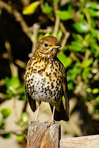 Thrush, Isles of Scilly, England, United Kingdom, Europe