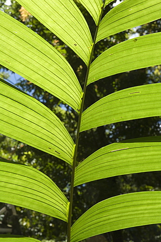 Rainforest vegitation, Hanging Bridges walk, Arenal, Costa Rica