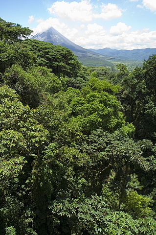 Rainforest vegitation, Hanging Bridges walk, Arenal, Costa Rica