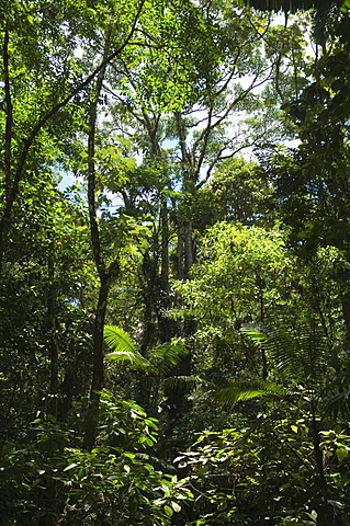 Rainforest canopy in Arenal Hanging Bridges park, Arenal, Costa Rica