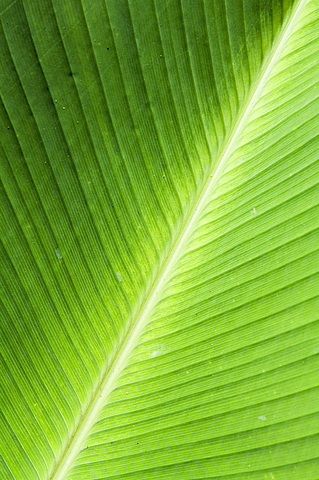 Leaf, Arenal area, Costa Rica