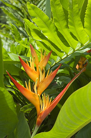 Heliconia, Costa Rica