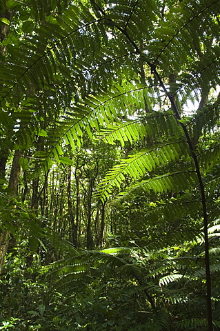 Monteverde Cloud Forest Reserve, Monteverde, Costa Rica