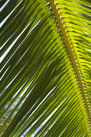 Palm leaf, Nicoya Pennisula, Costa Rica