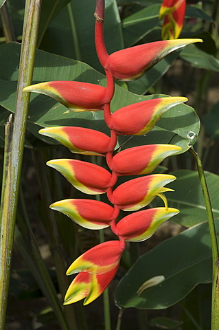 Heliconia flower, Costa Rica, Central America