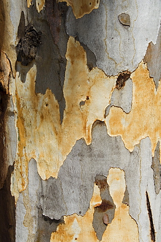 Eucalyptus tree bark, Greece, Europe