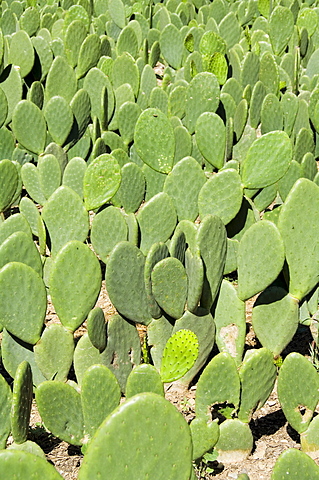 Pads of cactus used to raise the cochineal beetle for making red dye, Oaxaca, Mexico, North America