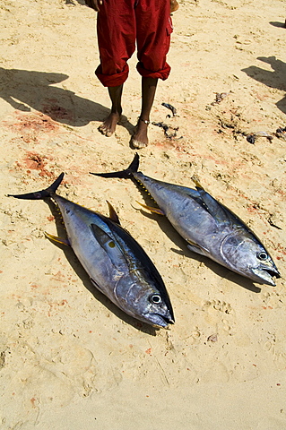 Fisherman binging catch onto beach at Santa Maria on the island of Sal (Salt), Cape Verde islands, Africa