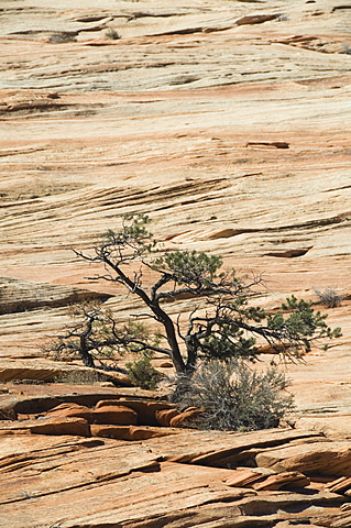 Zion National Park, Utah, United States of America, North America