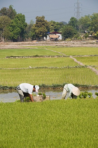 Planting rice, Vientiane, Laos