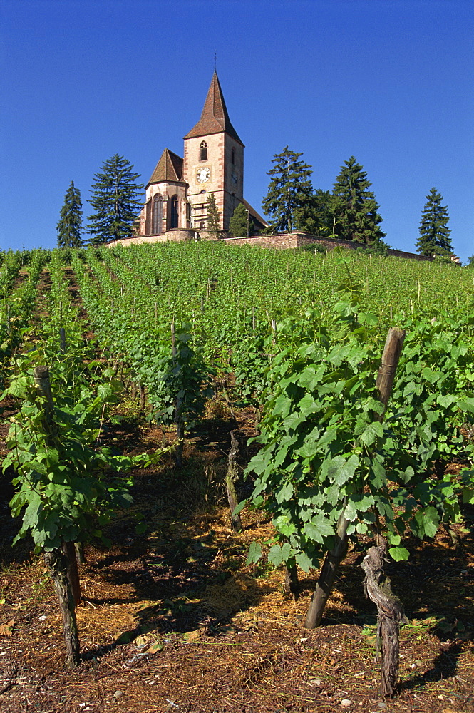 Vines lead up to church above the vineyard at Hunawihr in Alsace, France, Europe