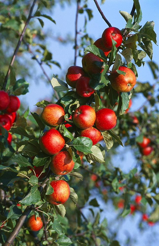 Red Cider Apples on the Branch of an Apple Tree