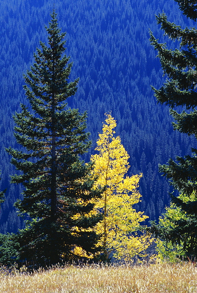 Yellow aspen and conifers, Colorado, United States of America (U.S.A.), North America