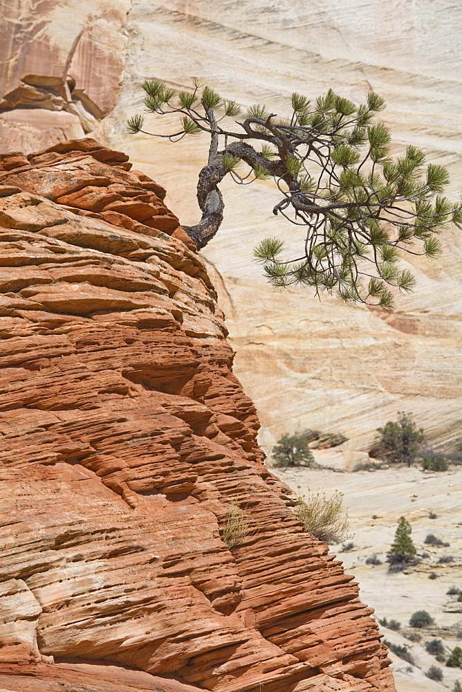 Ponderosa pine on sandstone cone, Zion National Park, Utah, United States of America, North America