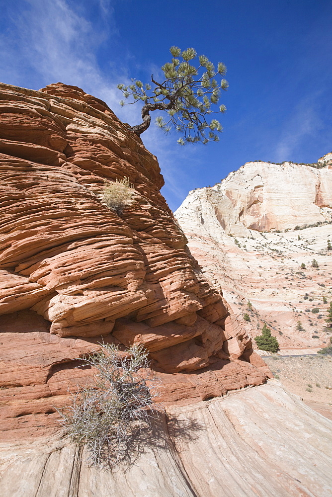 Ponderosa pine tree, Zion National Park in autumn, Utah, United States of America, North America