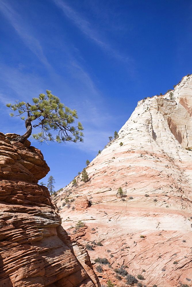 Ponderosa pine tree, Zion National Park in autumn, Utah, United States of America, North America