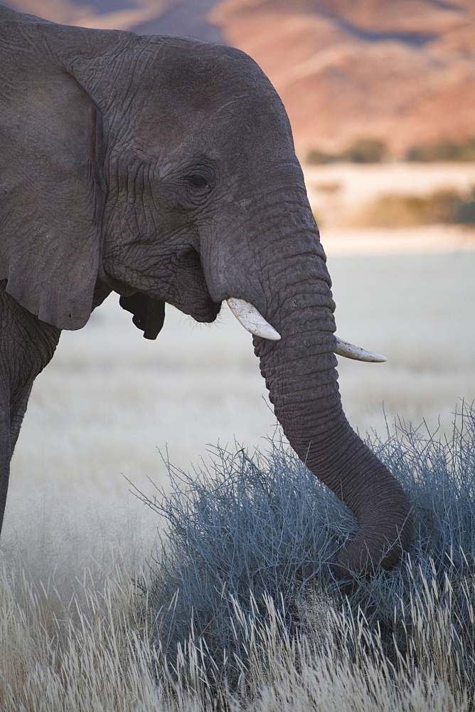 Desert elephant (Loxodonta africana), at dusk, Aba-Huab River Valley, Damaraland, Namibia, Africa