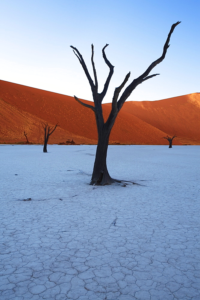 Sunrise at Dead Vlei, Sossusvlei, Namib-Naukluft Park, Namib Desert, Namibia, Africa