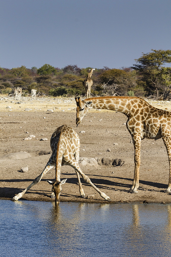 Giraffe (Giraffa Camelopardalis), mother watching baby drink, Etosha National Park, Namibia, Africa