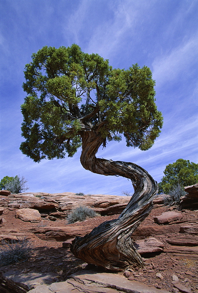 Juniper tree with curved trunk, Canyonlands National Park, Utah, United States of America (U.S.A.), North America